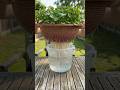 Grow Coriander in Just 20 Days Using a Basket! 🌿 (Amazing Root Growth Method)