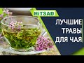 Пряные лекарственные травы для чая 🌺 Чем утолить жажду в жару