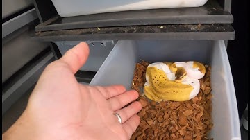 Afraid to Pickup Your Snake? Watch to Discover How to Overcome Your Fears Handling Your Ball Python!