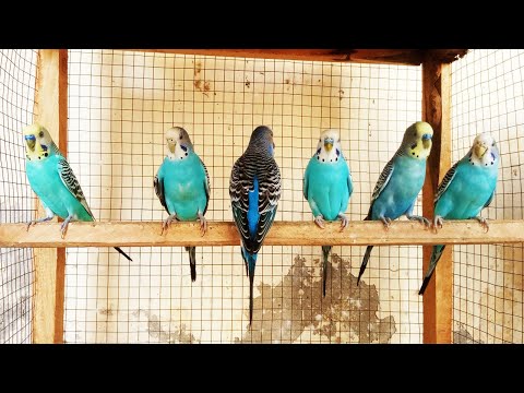 12 hr Budgie