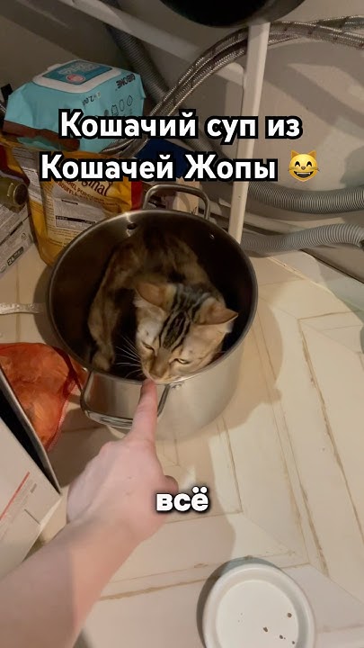 Кошачий Суп из Кошачей Жопы😸 #кошки #кошка #домашниеживотные #прикол # ...