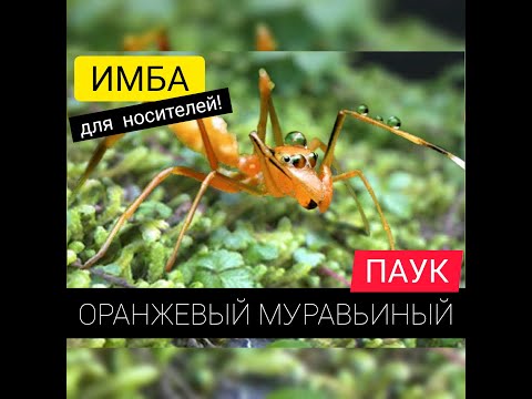 ОРАНЖЕВЫЙ МУРАВЬИНЫЙ ПАУК! ОБЗОР! Беспощадный убийца! The Ants: Underground Kingdom