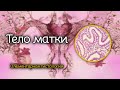 Тело матки | Элементарная гистология