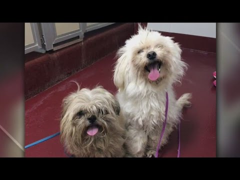 dodge-county-humane-society-caring-for-two-dogs-found-in-dumpster