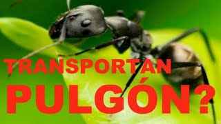 👉LAS HORMIGAS 🐜TRANSPORTAN EL PULGÓN?