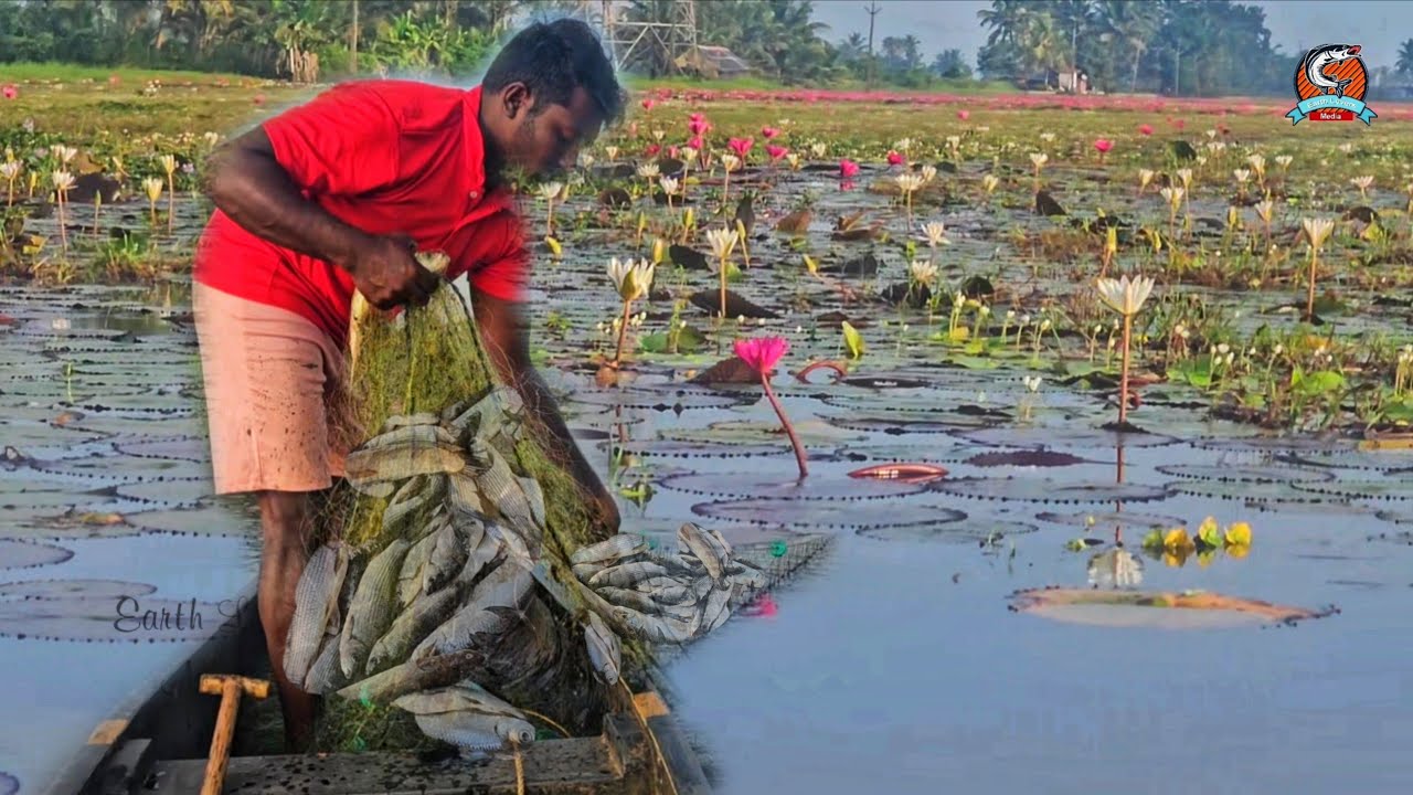 പുഞ്ചകൃഷിക്ക് പാടം വറ്റിച്ചു തുടങ്ങി |ഇനി മുതൽ ഇങ്ങനെയും ഇതിലപ്പുറവുമായിരിക്കും മീൻ 