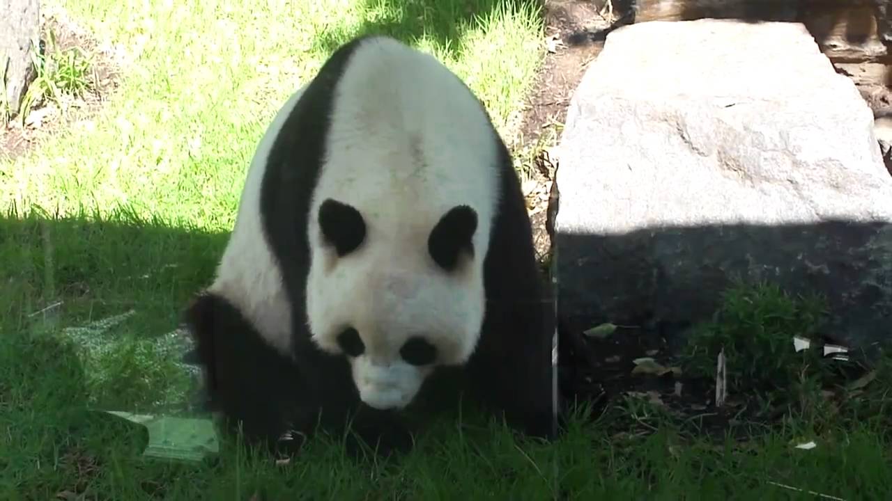 Adelaide Zoo animals