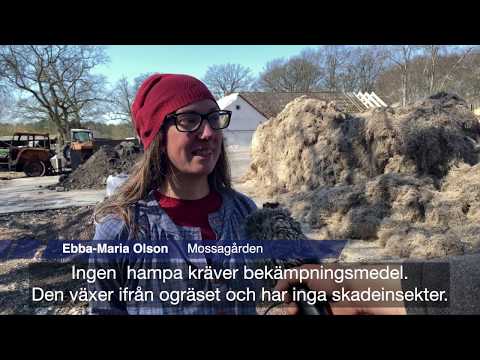 Video: Isolering Av Nya Tarmbifidobakterier Med Hjälp Av En Kombination Av Metagenomiska Metoder Och Odlingsmetoder