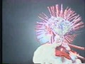 IPPU-DO - Magic Vox promo video (1981)