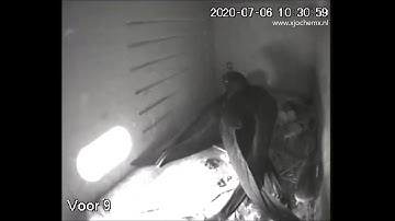 Eitjes gierzwaluwen kort zichtbaar