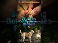 Botfly Maggot Remover | Satisfying Botfly Larvae Removal 🐕‍🦺 #animalrescue #rescueefforts