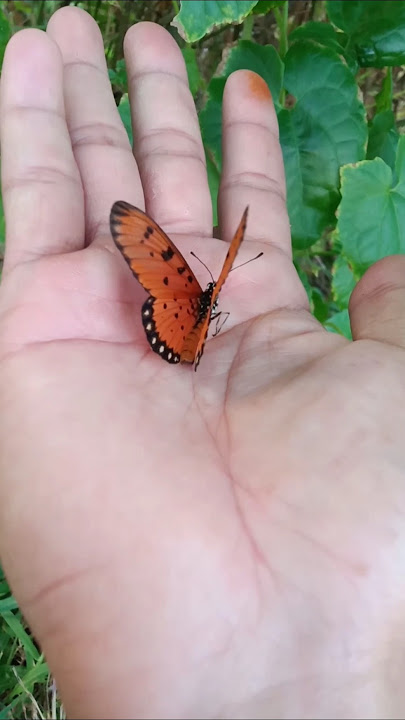 I caught an Asian butterfly #animals #nature #insects #butterfly #shorts