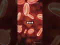 The Circulatory System Explained in 60 Seconds