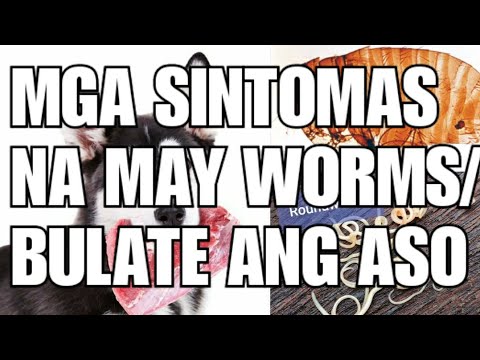 Video: Mga Tapeworm Sa Aso: Mga Sintomas At Paggamot