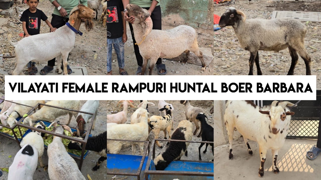 Multiple breeds of sheep's available in Hyderabad | vilayati female | rampuri | huntal boer barbara
