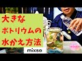 【大きなボトリウムの水換え方法】家元てっちゃん先生のボトリウム公式動画