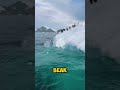 Penguins Have a Secret Superpower