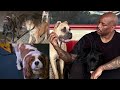 Tyrese Gibson’s Shocking Arrest: ‘Fast & Furious’ Star Faces Animal Cruelty Charge After Dog Attack