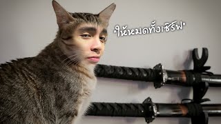The NO.1 Samurai Master Cat | SMASH LEGENDS