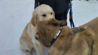 Сколько Стоит Ваша Собака  🐕 Моя  Жизнь Кинолог  🎭 Museum Dogs 🐕 Музей Псов