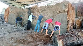 Похоронен на склонах горы Лаву!! Роскошную древесину трембези стоимостью 1 миллиард распиливают на л Видео: Похоронен на склонах горы Лаву!! Роскошную древесину трембези стоимостью 1 миллиард распиливают на л