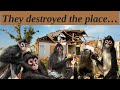 Monkeys can destroy your home in a matter of seconds  spidermonkey capuchin