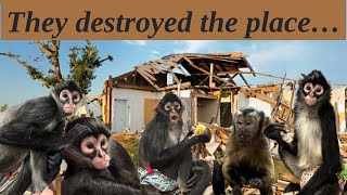 Monkeys can destroy your home in a matter of seconds ‍♀ #spidermonkey #capuchin