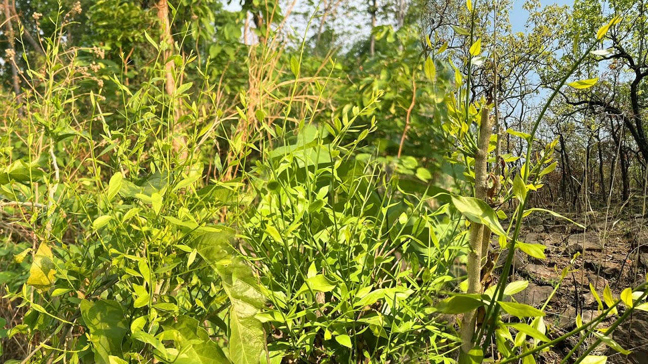 โคกนี้ไม่ได้มาหลายวัน ผักหวานแตกยอดอ่อนๆรอเลย