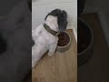 My dog is spoiled #dog #dogsoftiktok #shihtzu