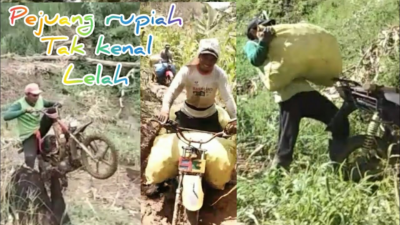 OJEK JAGUNG/PANEN jagung saat musim hujan 
