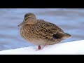 Birding in Strathcona Park