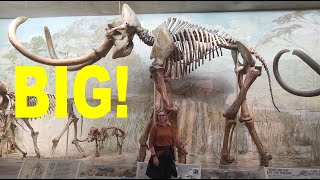 The Nebraska State Museum at Morrill Hall: Worth the visit #fossil #fossils #mammoth