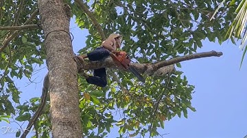 Thót Tim Vua Khỉ Miền Tây Cưa Cây Dầu Siêu Khủng Siêu Cao. The man saw the giant tall tree