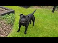 Jed - Staffordshire bull terrier