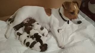 Three days old Jack Russell puppies scratching by MilaJRT 24,602 views 5 years ago 26 seconds