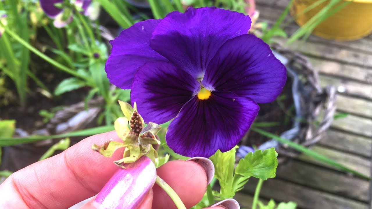 Viooltjes zaaien en zaden oogsten