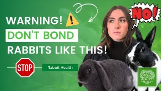 Warning: Avoid This When Bonding Rabbits