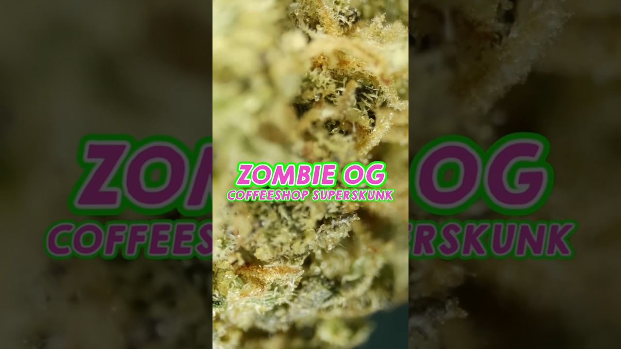 ZOMBIE OG 🍃 COFFEESHOP SUPERSKUNK ❌❌❌