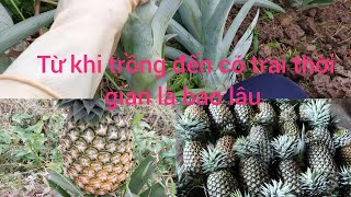 Quy trình cây trồng thơm từ cây con đến khi thu hoạch