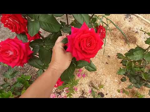 Почему розы превращаются в шиповник...