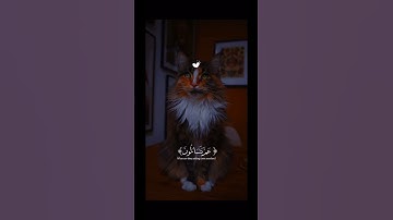 “تلاوة تهز القلوب 💔 | عم يتساءلون بصوت عبد الرحمن مسعد 🎧 #قرآن #تلاوة_خاشعة #quran #اكسبلور