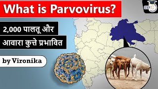 What is Parvovirus affecting over 2,000 dogs in Maharashtra? MPSC Maharashtra Civil Service Exam