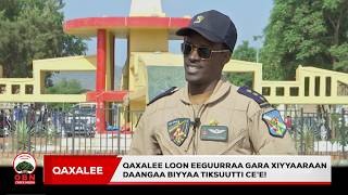 Qaxalee Loon eeguurraa gara Xiyyaaraan daangaa biyyaa tiksuutti ce'e!