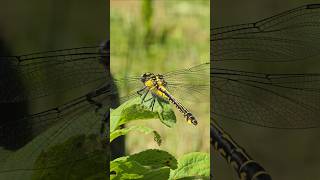 Dragonfly in the garden #bonsai #garden #nature #Dragonfly #animals #wildlife #macro