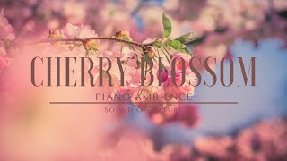 SPRING AMBIENCE WITH RELAXING PIANO MUSIC AND CHERRY BLOSSOMS | FOR STUDY AND SLEEP | 雰囲気  桜 by SOUND OF NATURE 709 views 2 years ago 2 hours