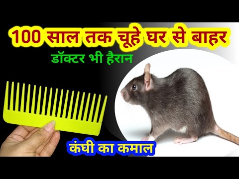 सिर्फ एक चीज मिलाते ही 100 सालों तक चूहों से पाएं छुटकारा ? rid of mouse/ chuhe bhagane ka tarika