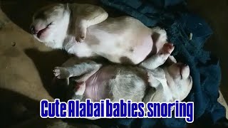 Cute Alabai Puppies snoring.Alabai Central Asian Shepherd Biggest ferocious dog huge dog Giant dog