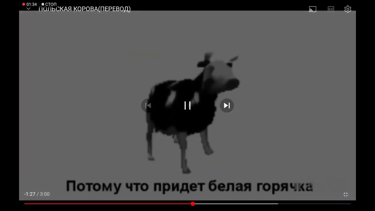 польская корова мемы. корова танцует. польская корова танцует. гифки корова танцует. танцующая польская корова.