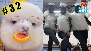 ПРИКОЛЫ 2024 смешные ВИДЕО ЧУДИКИ tiktok  Funny videos №32 тест на психику, попробуй не засмеяться