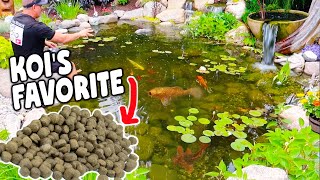 The RIGHT and WRONG Food for Your Koi and Pond Fish!